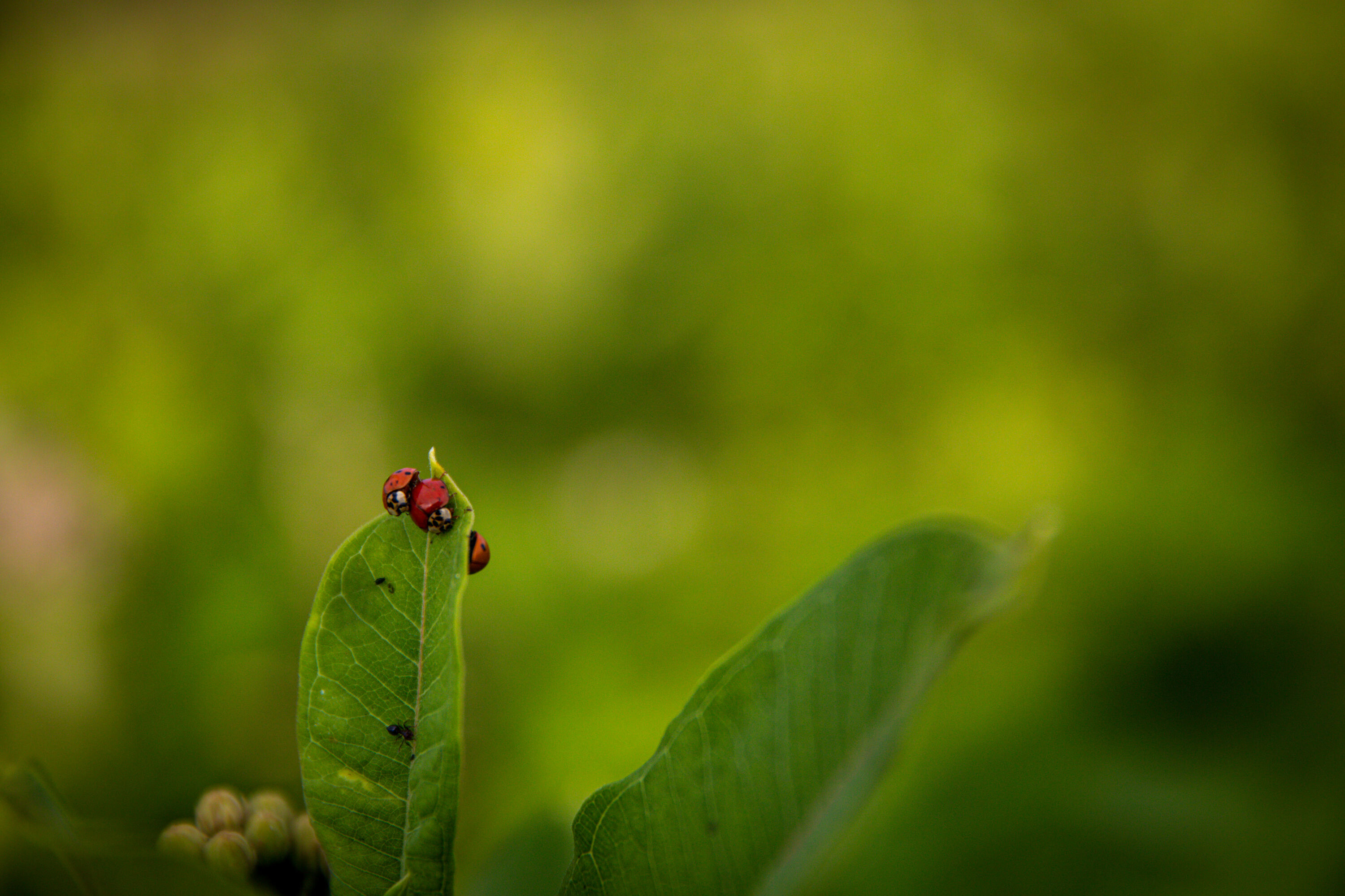 2022 0622 St MD LOO 0541 large