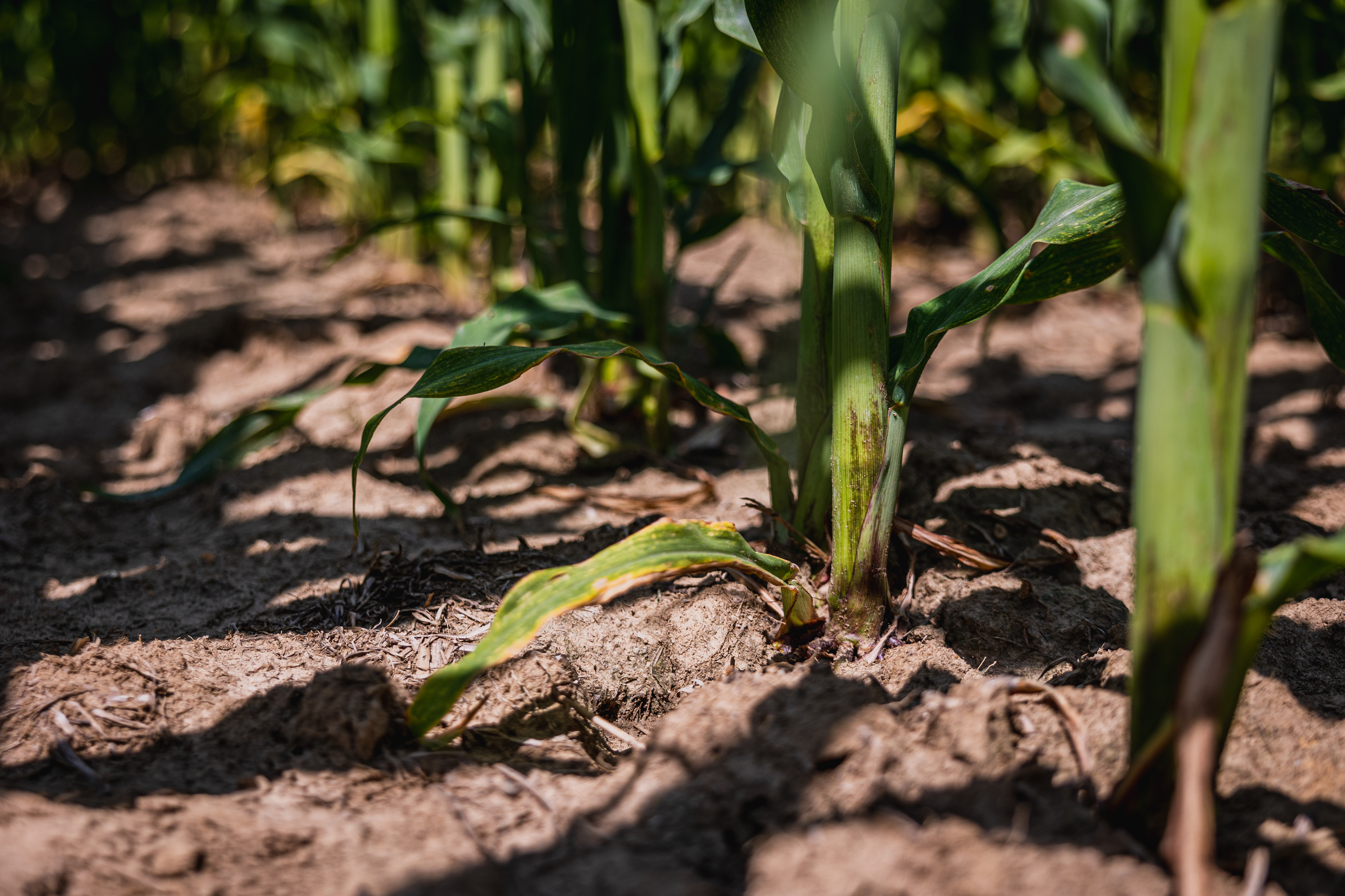 WHAT IS SUSTAINABLE FARMING SYSTEM visual data 7