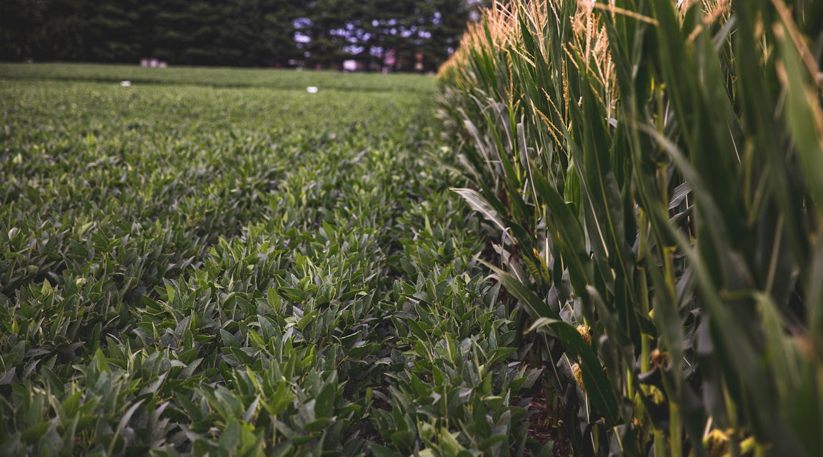 Crop Rotation in Agriculture - Complete Guide | Sound Agriculture