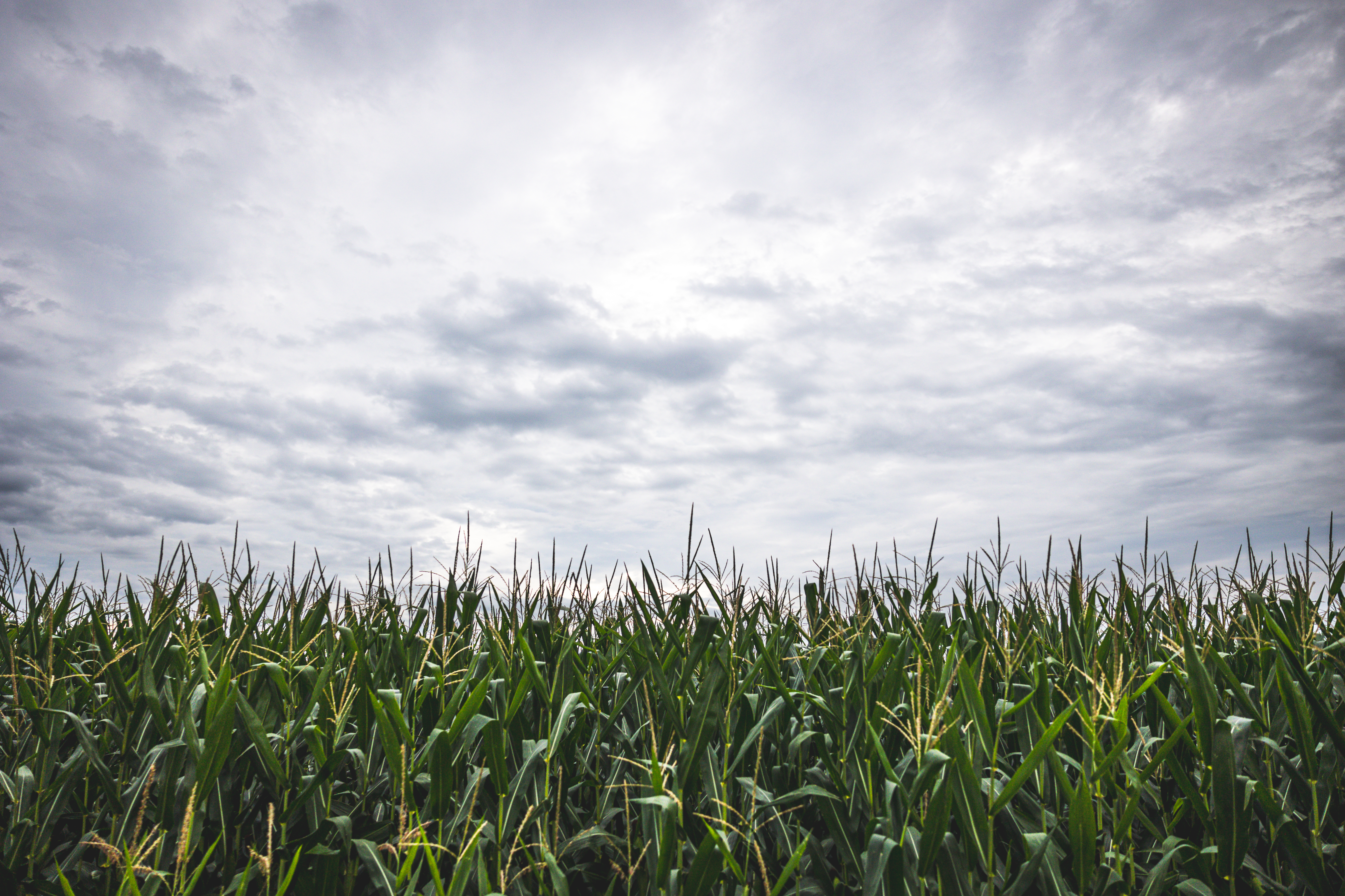 2022 08 04 St IN LOO 409