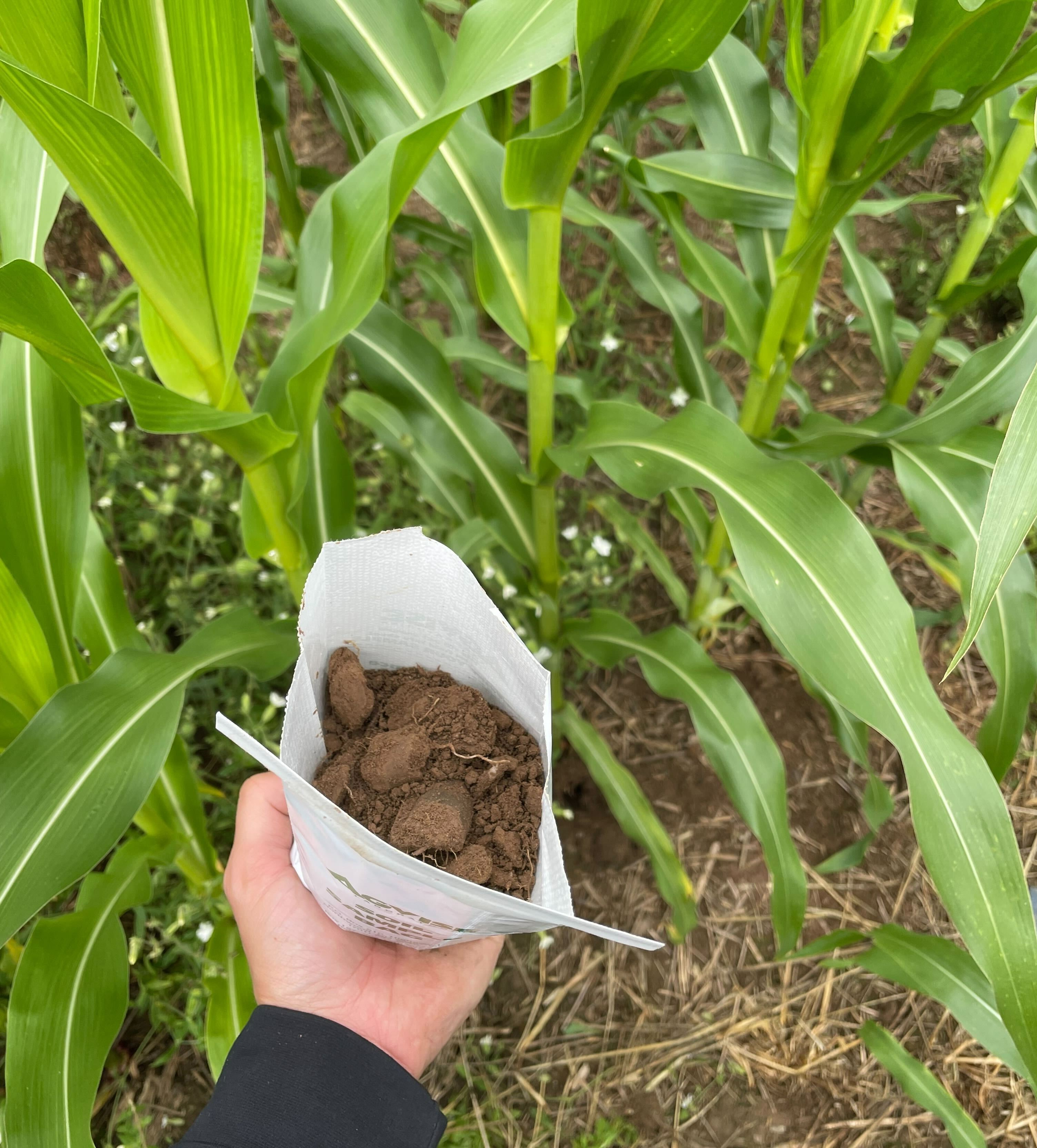 Soil testing 3