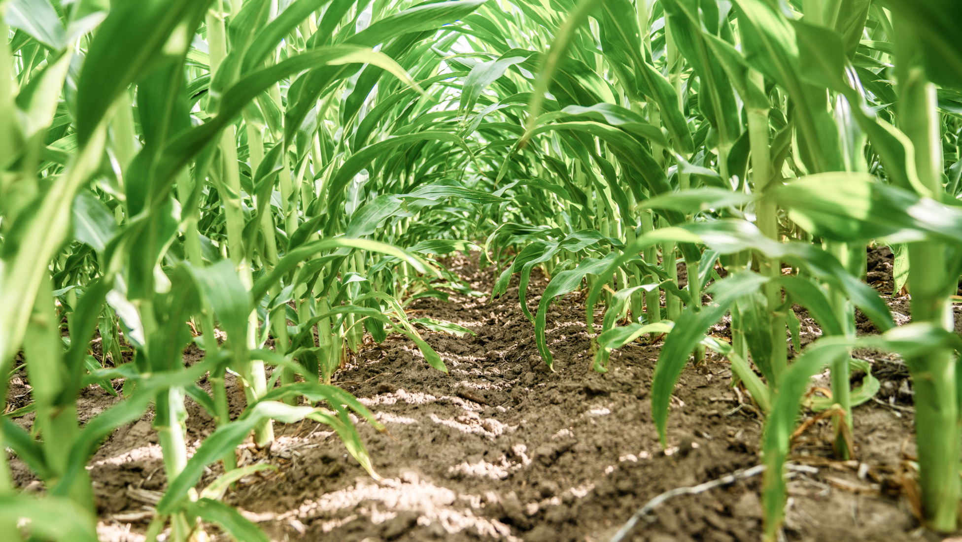 Rows of corn ground eye view 2