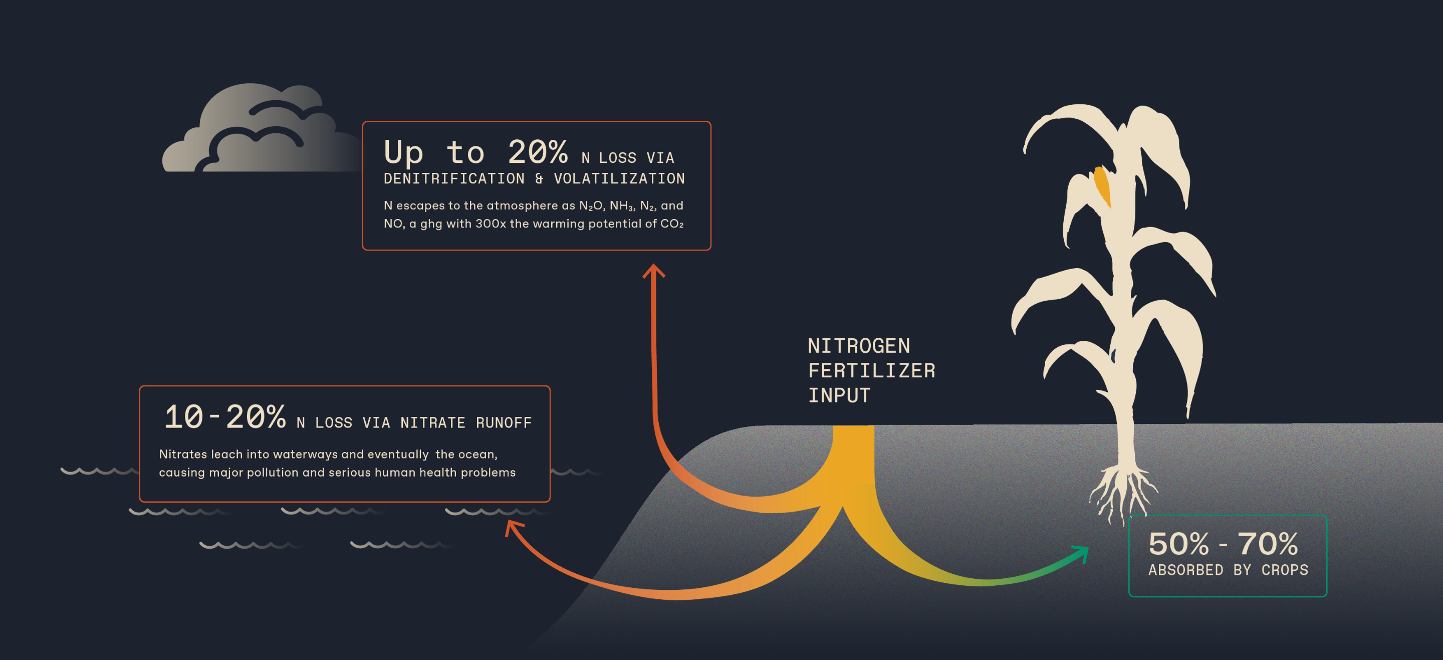 SOURCE Nitrogen Cycle Graphic R2