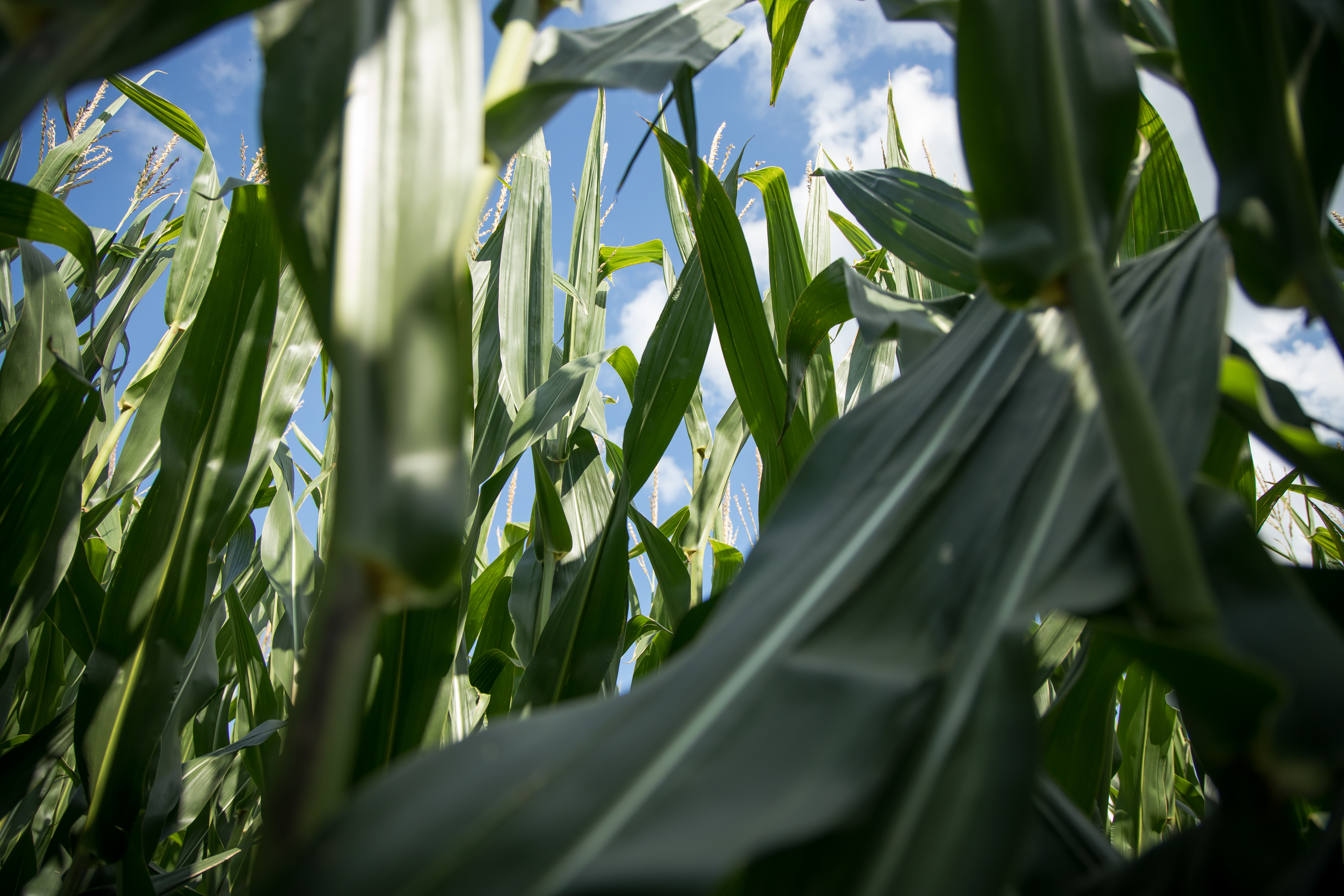 Sound Ag 081919 5384