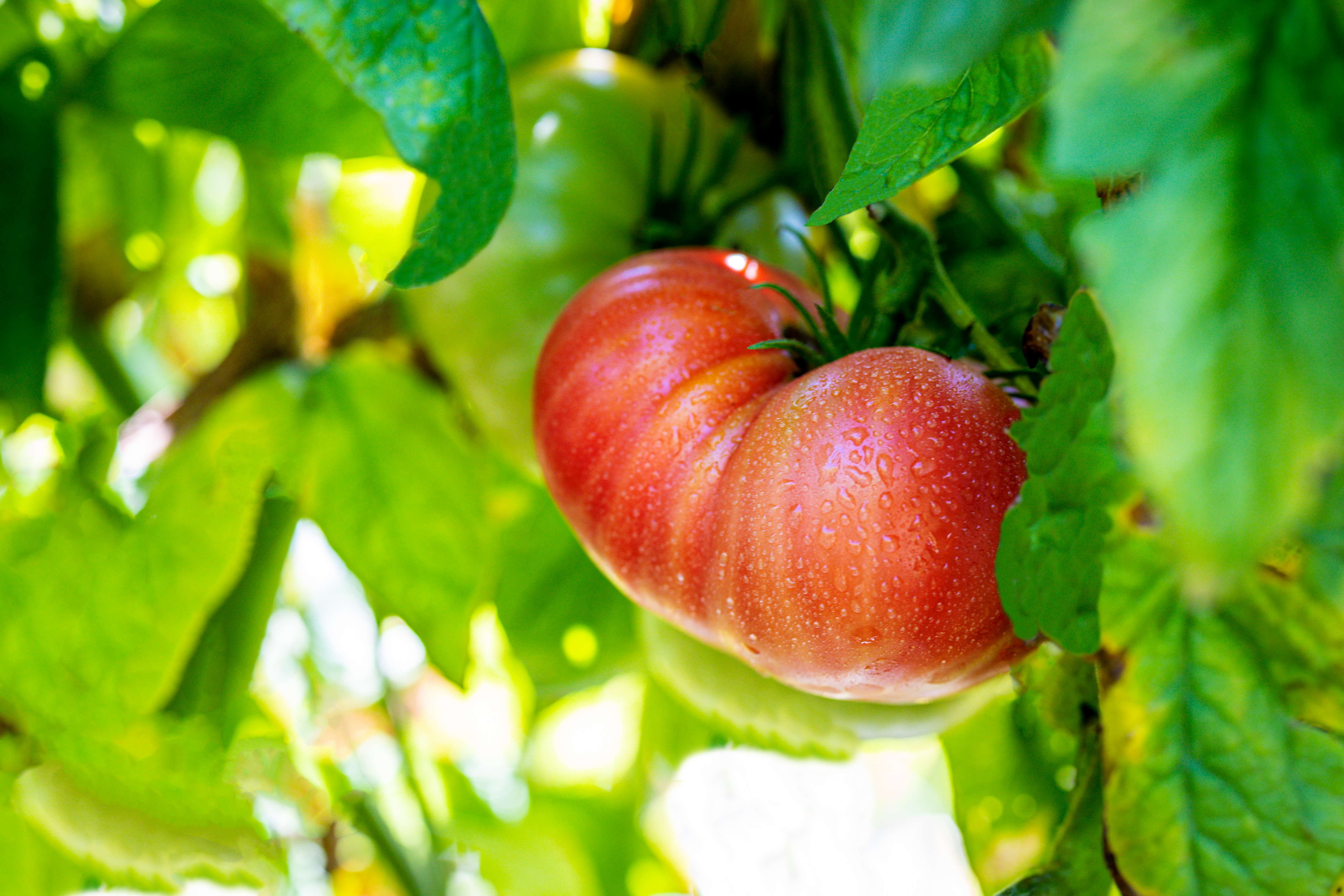 TOMATO ON THE VINE 1