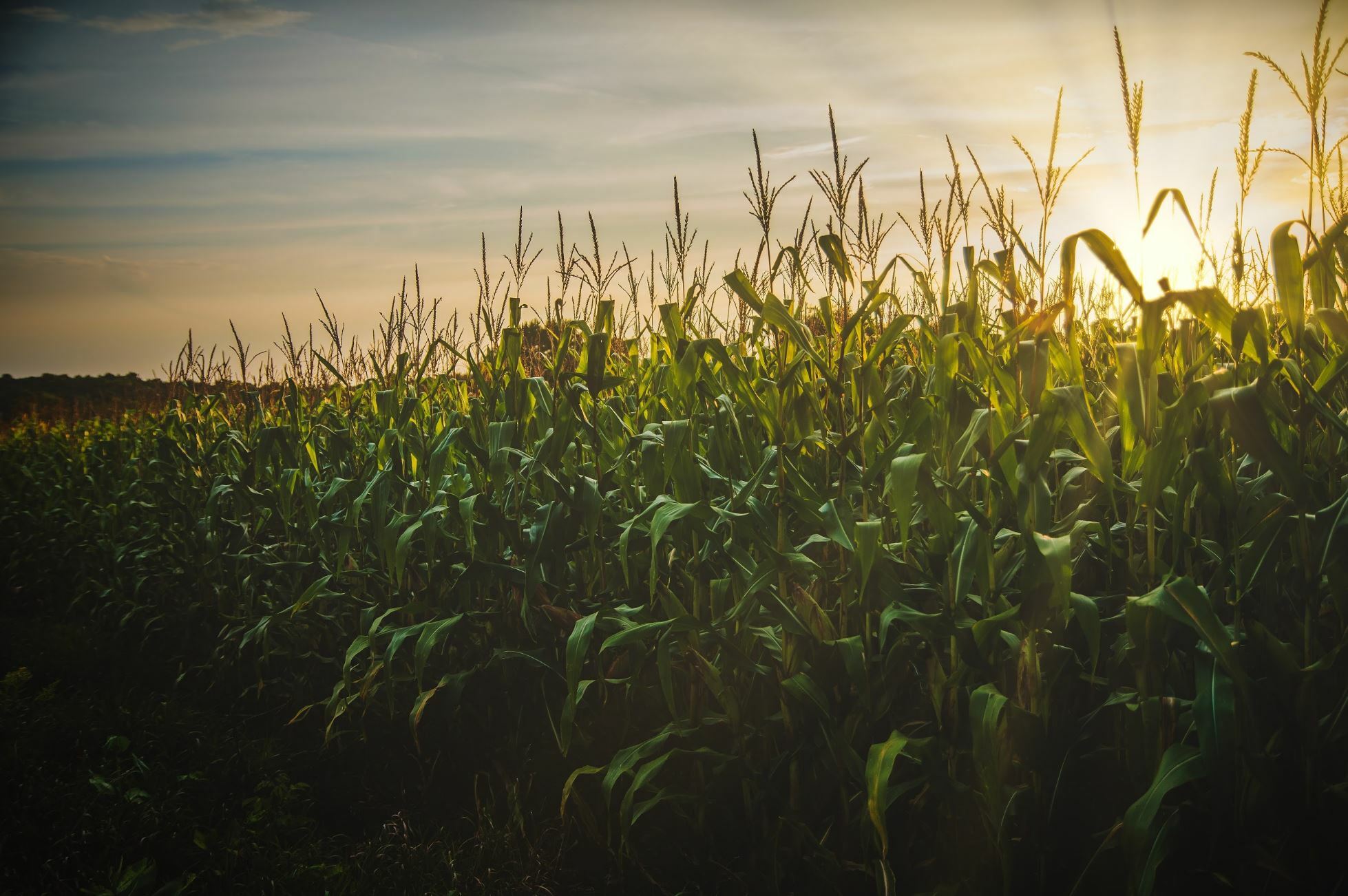 Mature corn at sunset