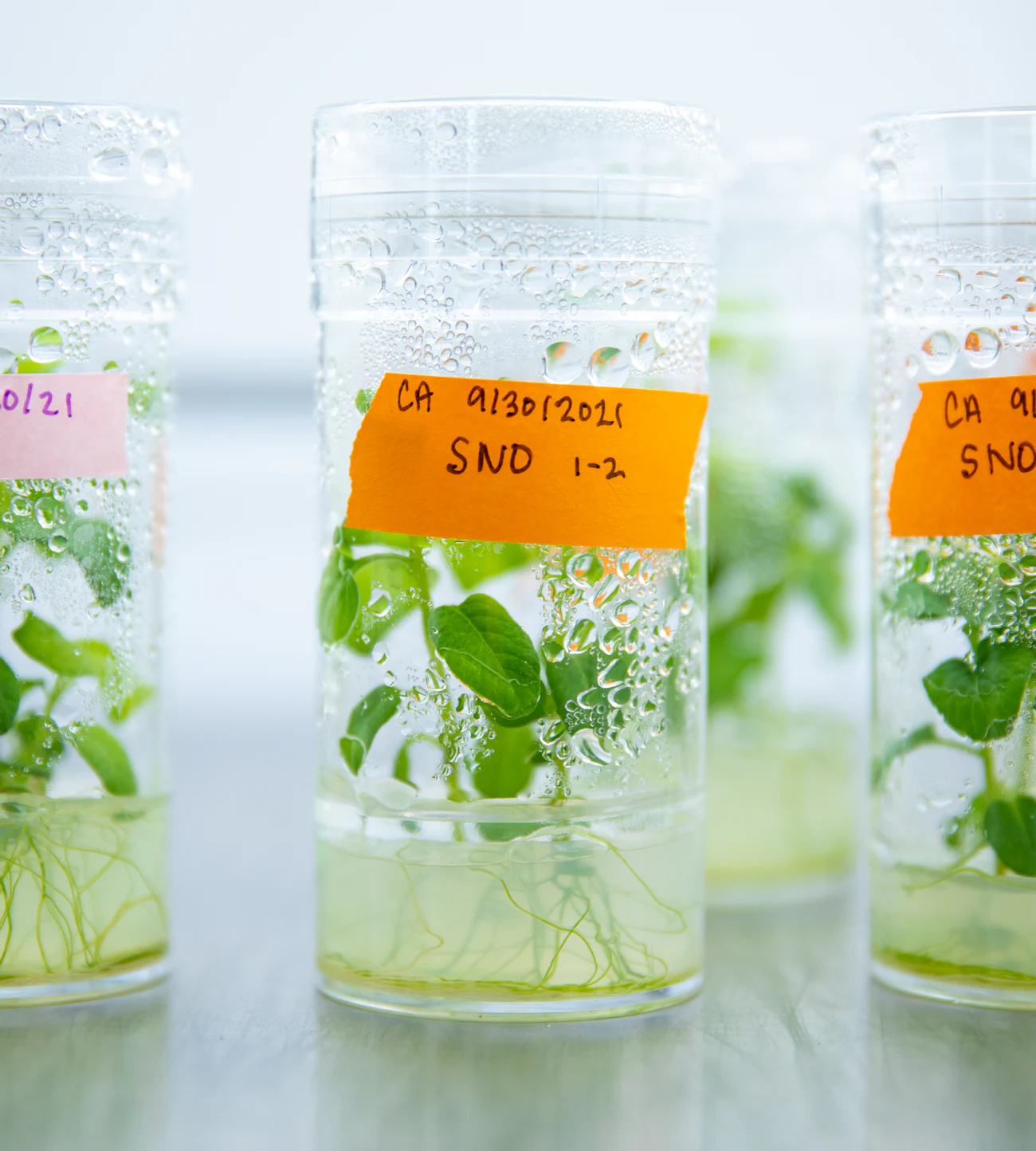 Building an agile ag system. | Sound Agriculture