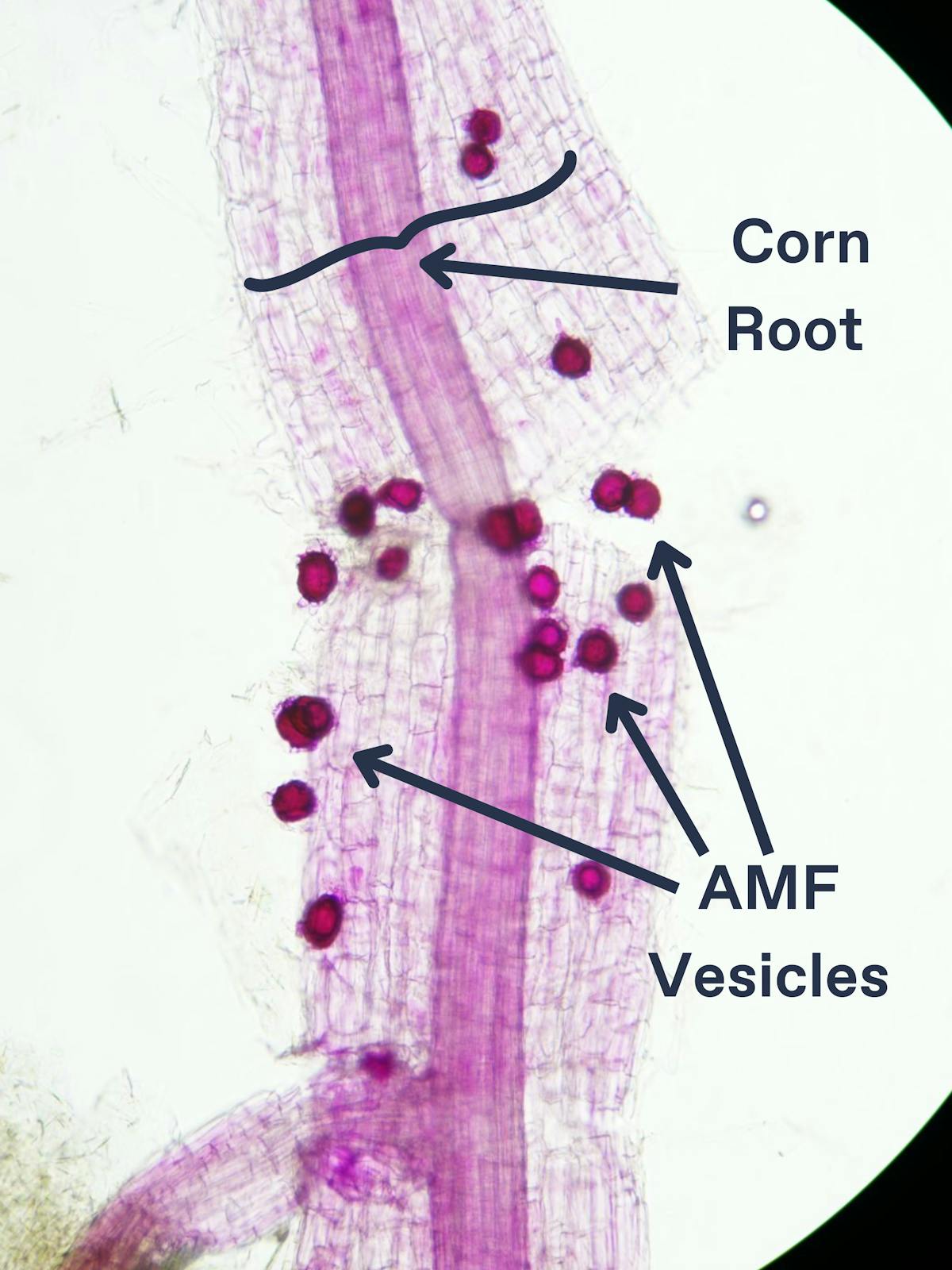 BLUEPRINT | Sound Agriculture
