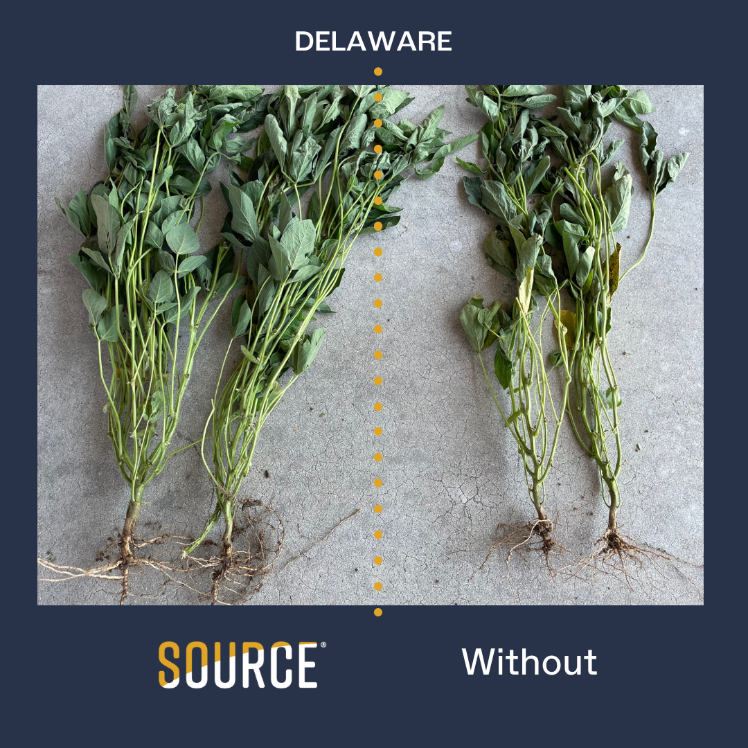 DELAWARE