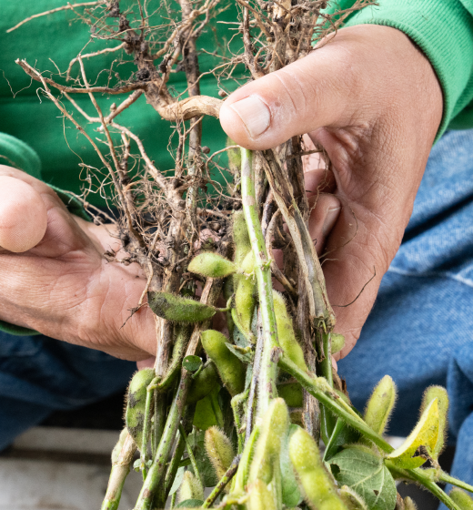 Farmer handling bunch of soybean roots
