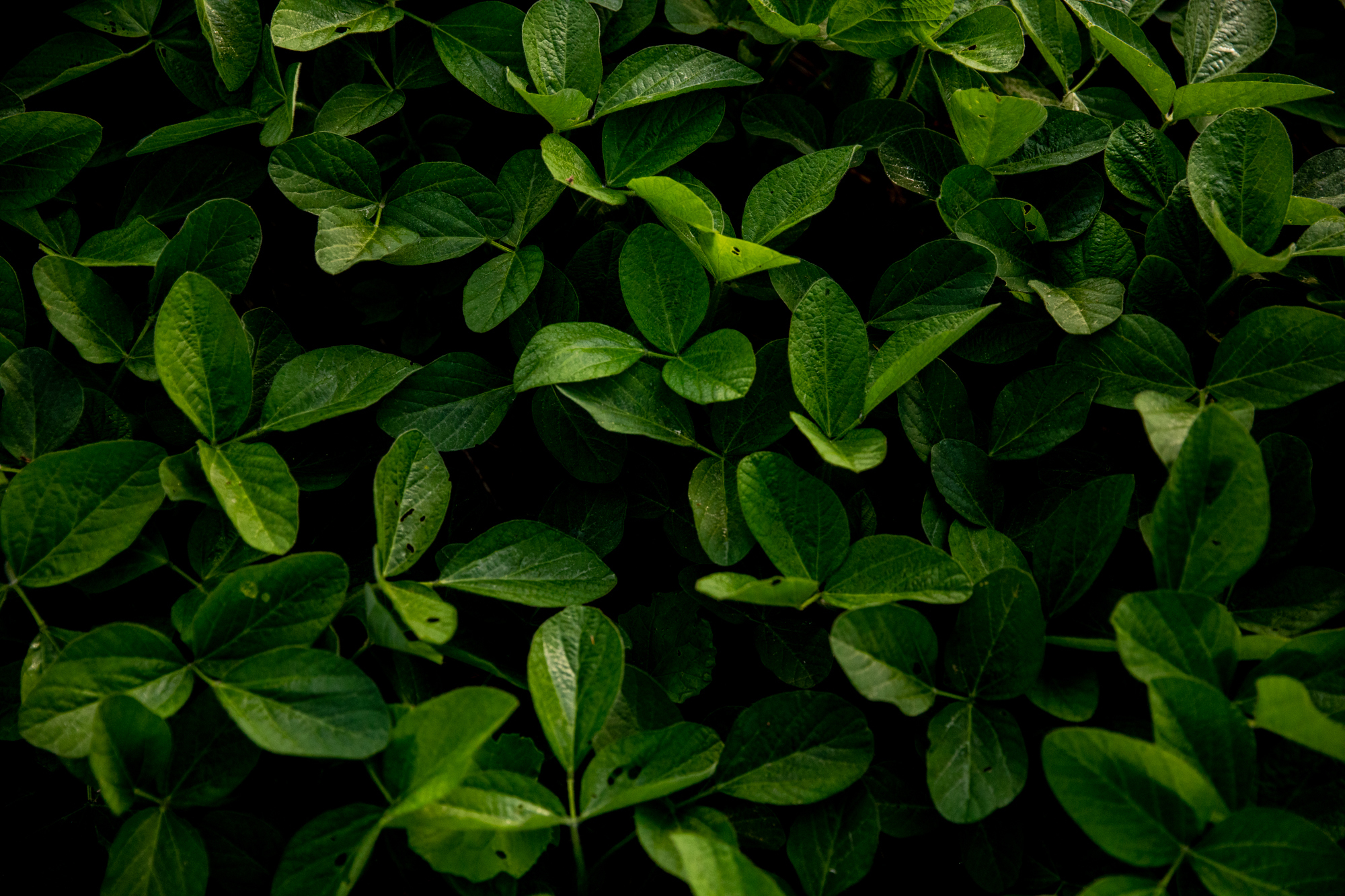 2022 0622 St MD LOO 0358