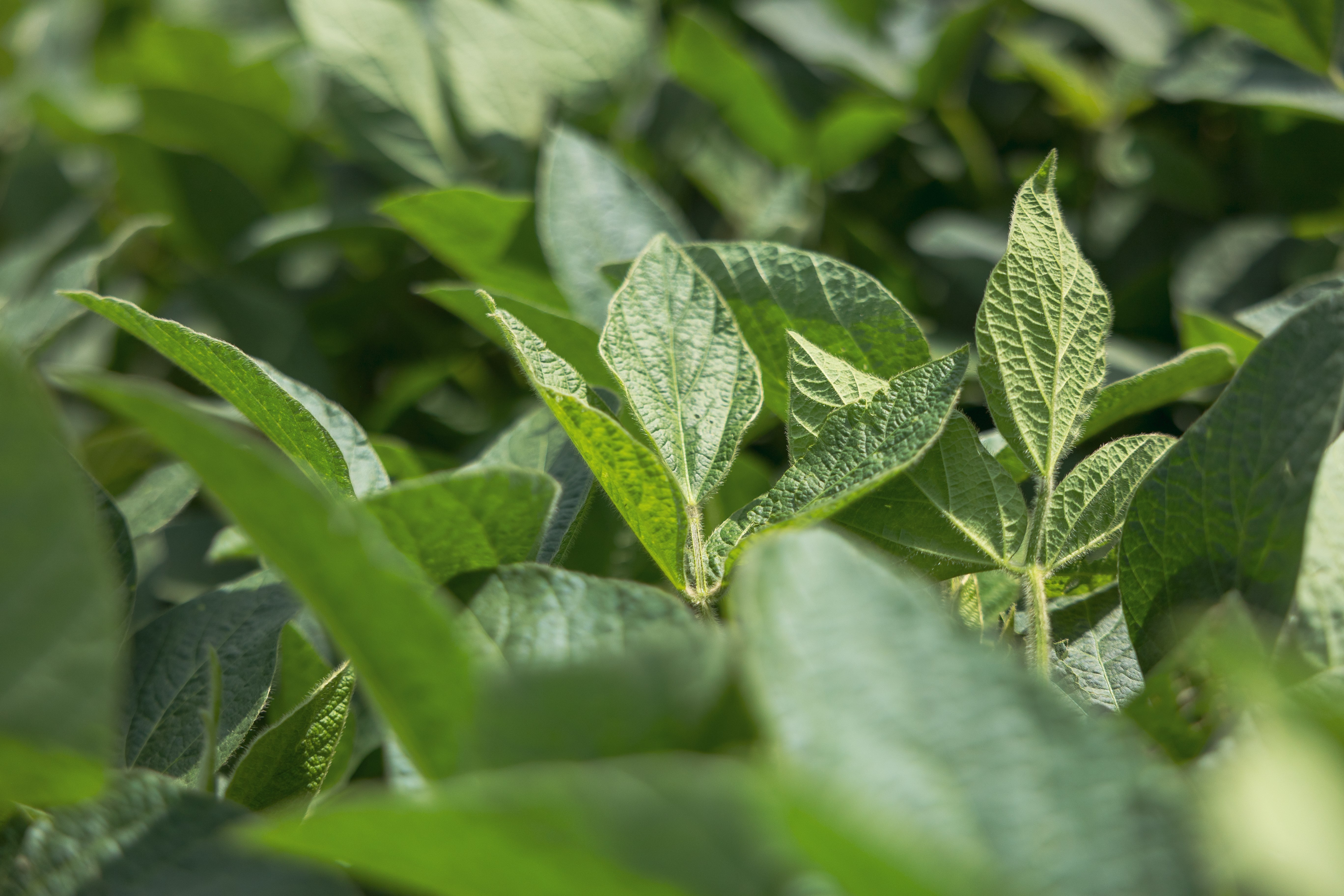 2024 07 17 St WI LOO 054