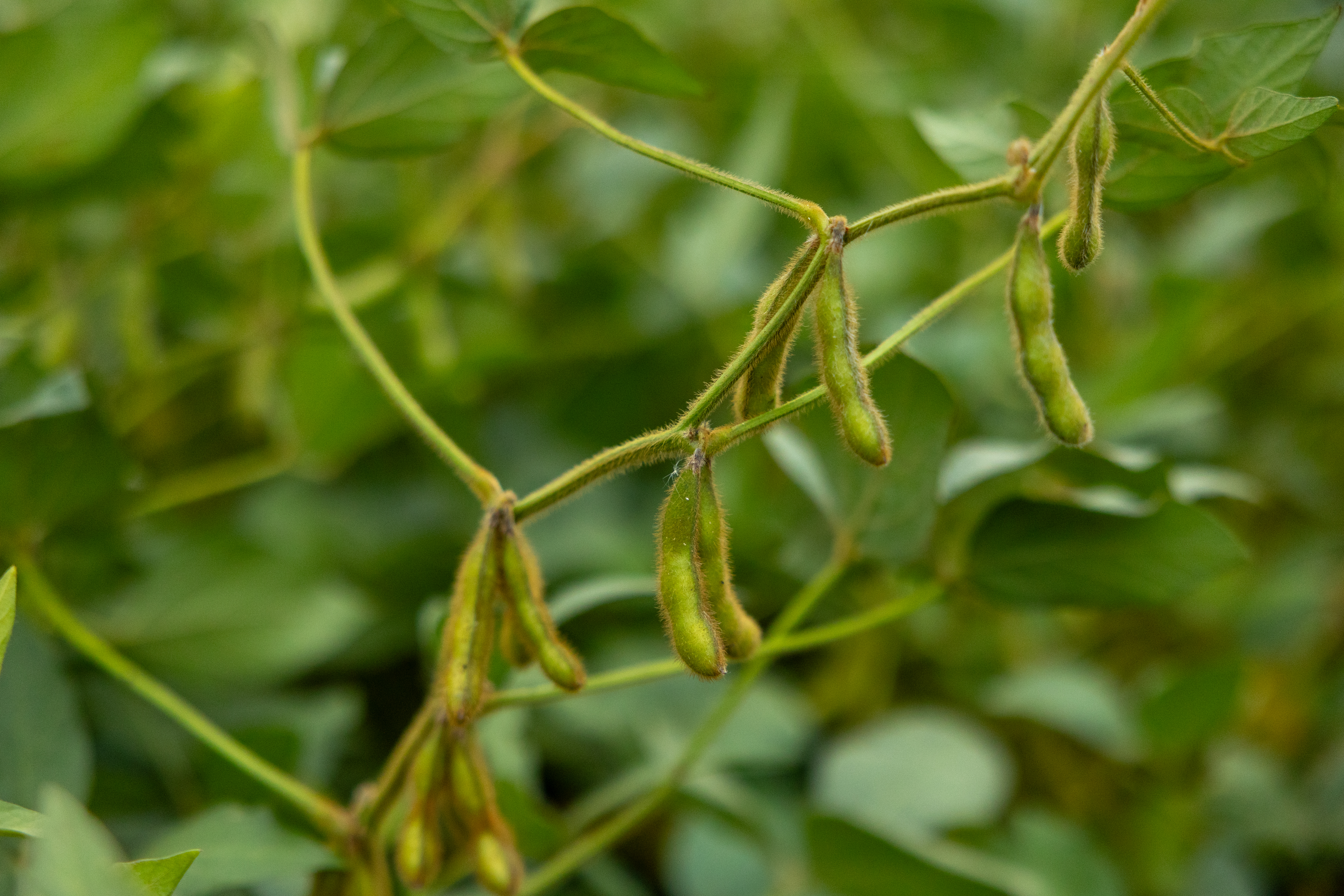 2024 11 04 St MN LOO 117