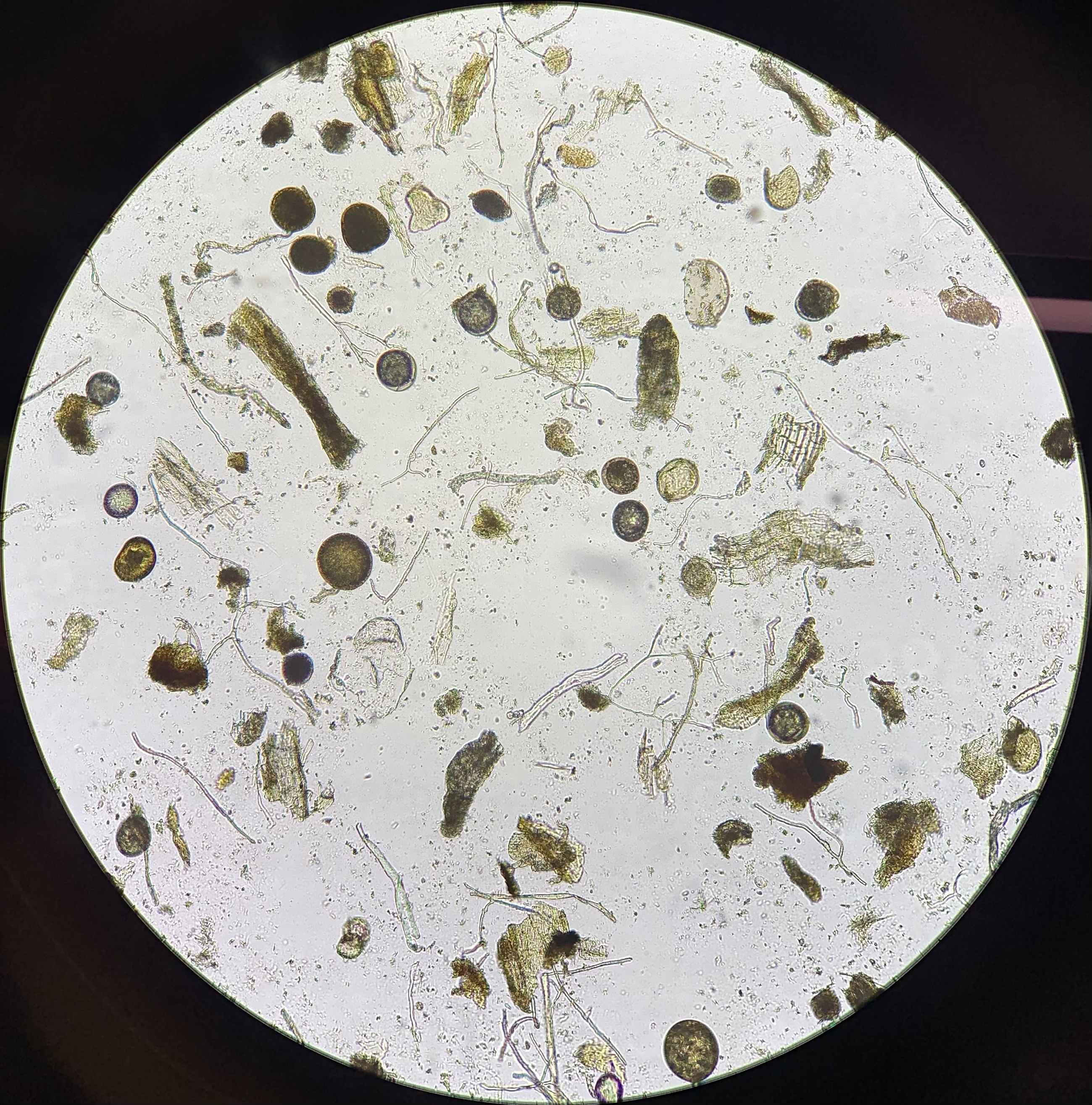AMF Spores
