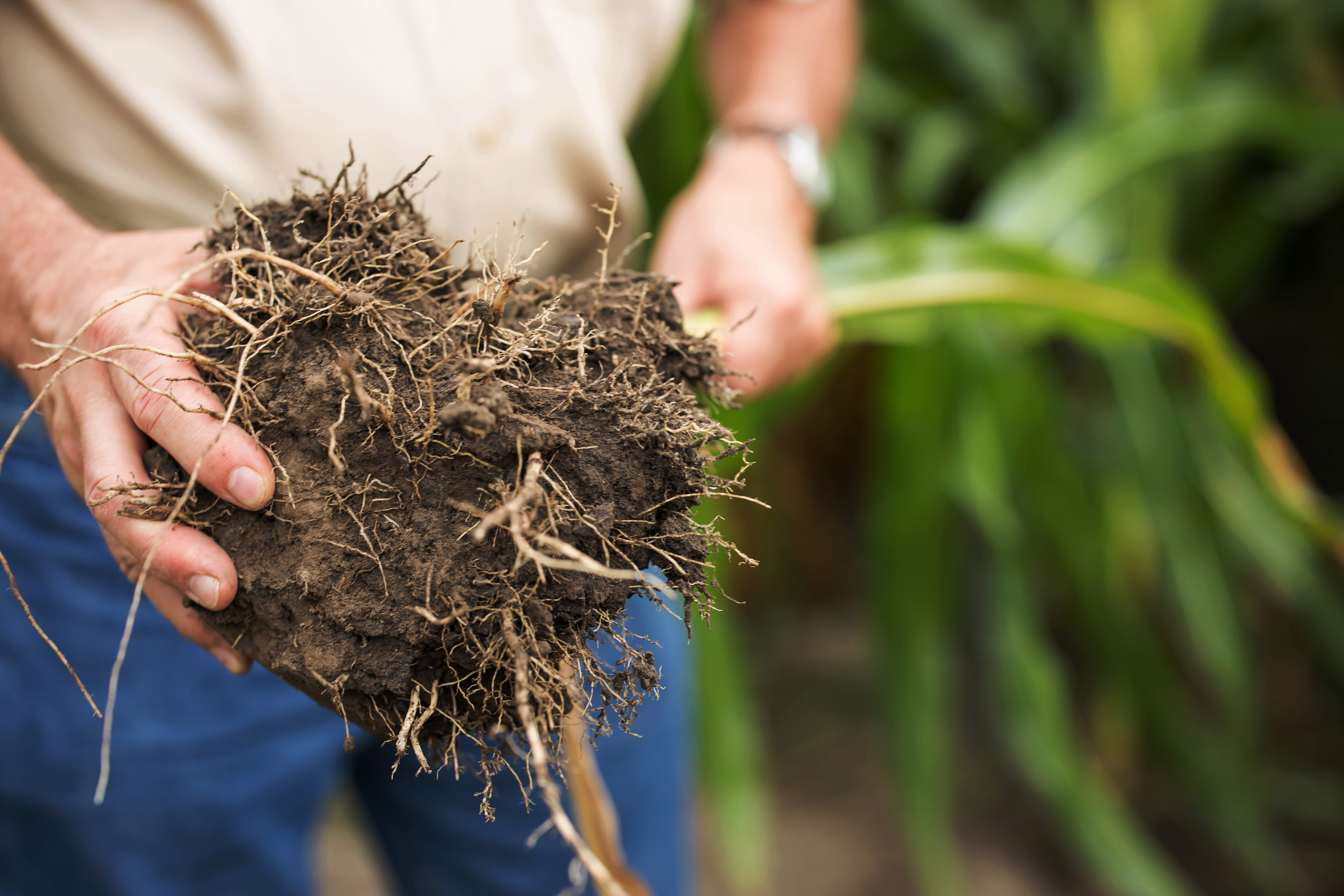 Plant roots