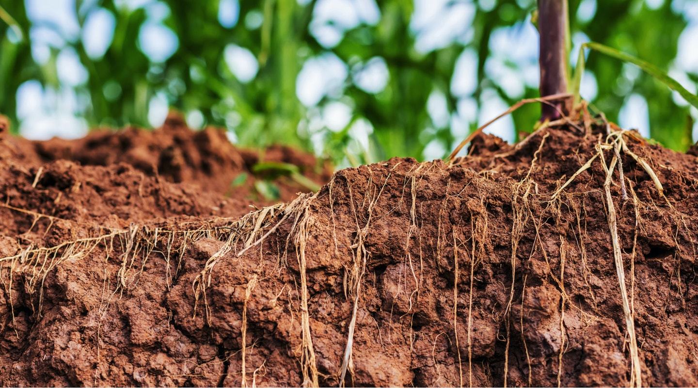 Soil and Roots Corn Plant 2021 06 29 030837