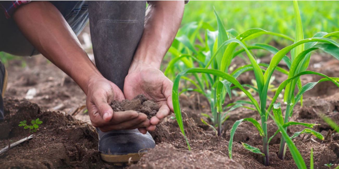 Hands holding soil