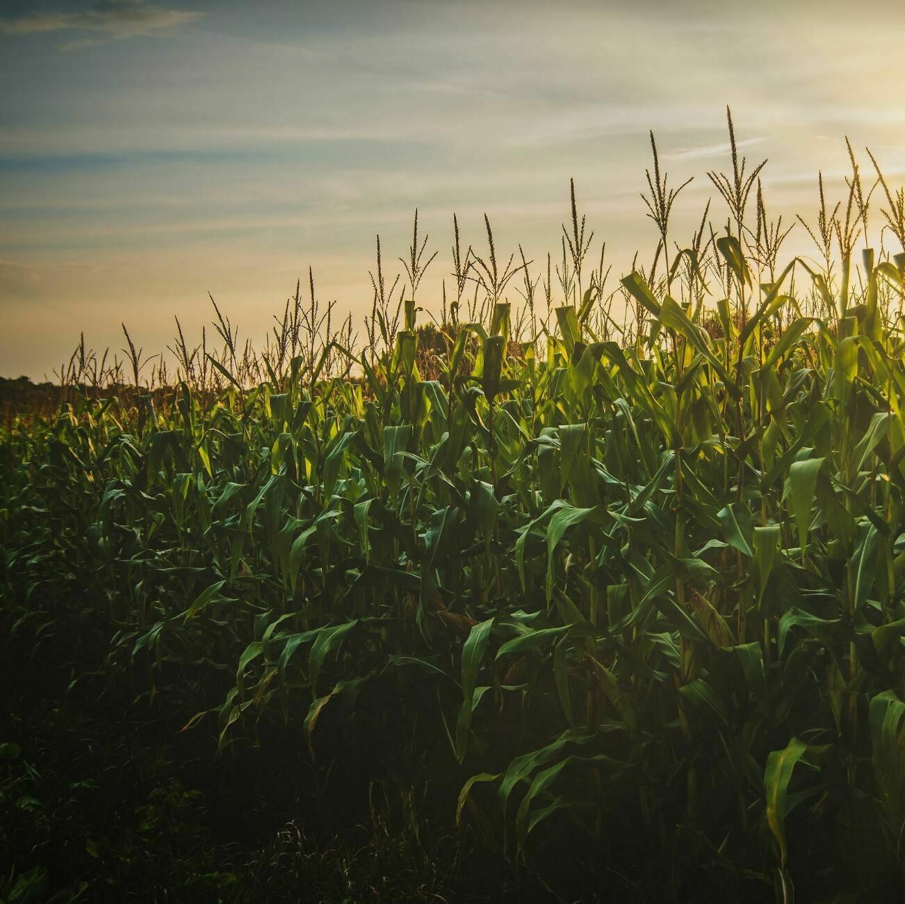 Sound Agriculture Preparing Crops for Late Season Success